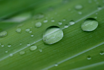  gouttes; eau, feuilles; vertes,macro;fraicheur,pluie,exterieur,