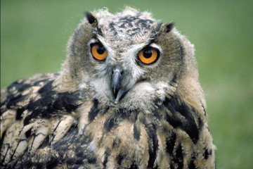 Hibou Grand-duc d'Europe