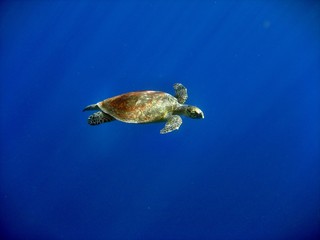 Carretta Schildkröte