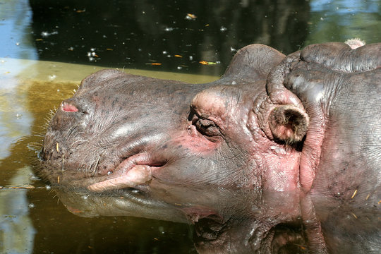 Hippo's Portrait
