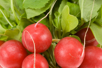 fresh radish background