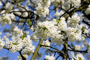 Apfelblüte