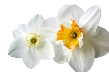 Fototapeta na wymiar Daffodils (Narcissus) on white with room