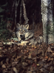 Gray wolf