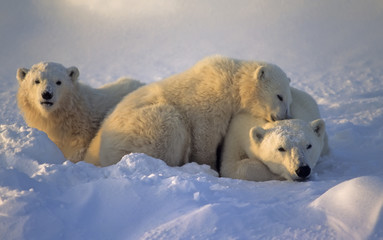 Polar bear with her cubs