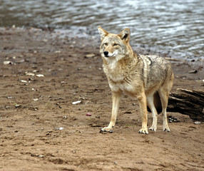 Coyote