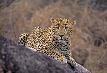 Fototapeta na wymiar Leopard-Afryka