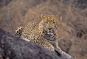 Foto auf Alu-Dibond Africa-Leopard © outdoorsman