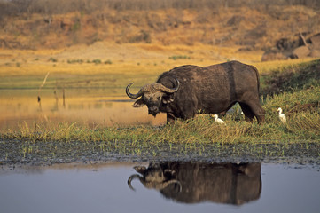 Cape buffalo at Lake Kariba, Zimbabwe