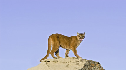 Cougar on rock ledge