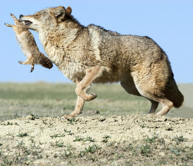 Coyote with prey