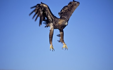Golden eagle landing