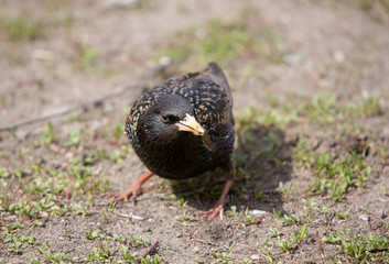 Starling with a worm