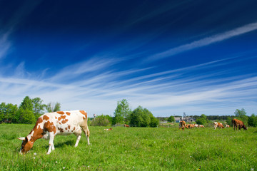 Cows