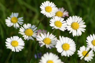 Gänseblümchen