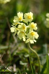 Himmelschl&uuml;ssel