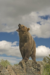 Naklejka premium Grizzly bear roaring