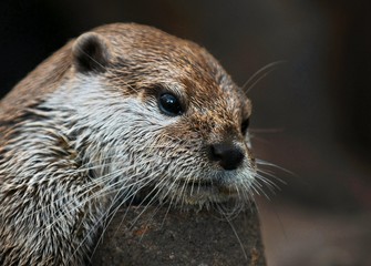 Eurasian Otter