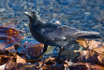crow