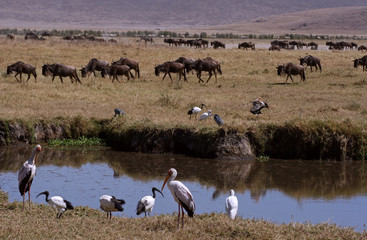 Ngoro Ngoro NP