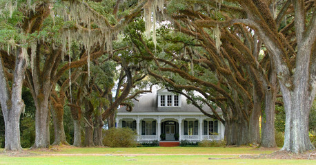 Tree lined lane leading to southern home in background