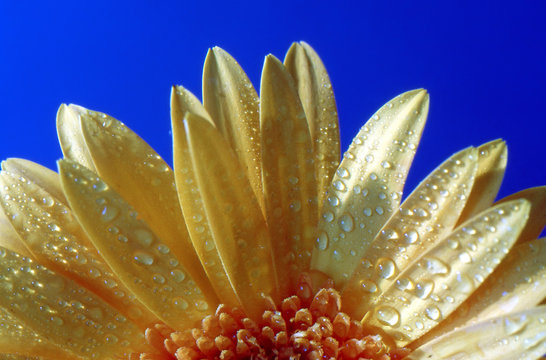 Flor Amarilla