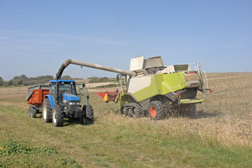 Obraz premium tournesol