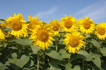 tournesol