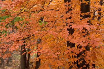 orange leaves on fall trees
