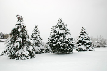 Snowfall Trees