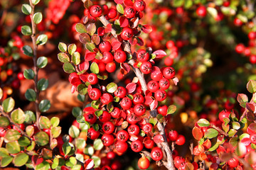 Cotoneaster red fruit