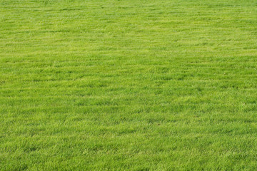 Naklejka premium Green grass