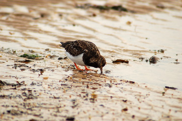 Sand Piper