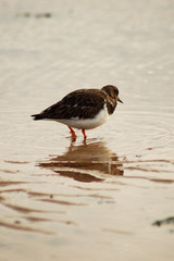 Sand Piper / Little Stint