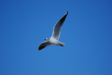 liberte azur