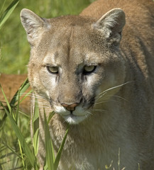 Cougar portrait