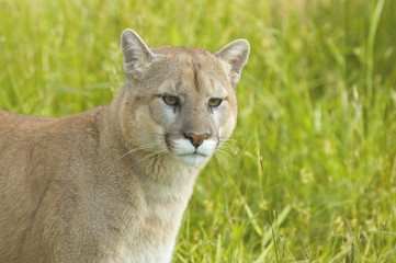 Cougar in the grass