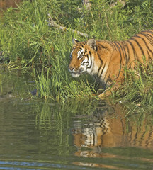 Fototapeta na wymiar Tiger na brzegu wody