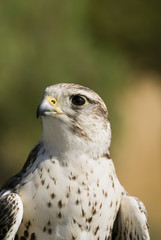 Saker Falcon