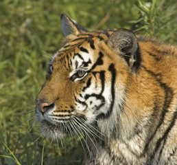 Fototapeta na wymiar Glare Tiger