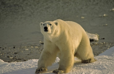 Obraz na płótnie Canvas Polar bear on shore of Hudson's Bay