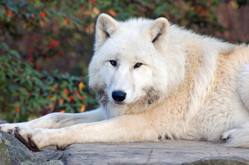 Obraz na płótnie Canvas Arctic Wolf 3