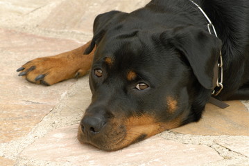 chien rottweiler