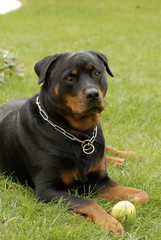 chien noir - rottweiler