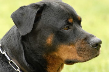 tête de chien - rottweiler