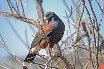 harrison hawk