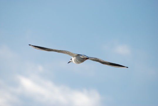 liberte