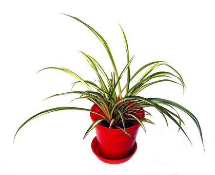 Spider Plant