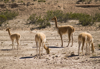 Vicugna at Peru