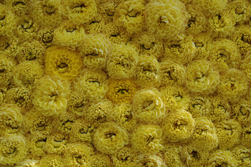 Composition with plants